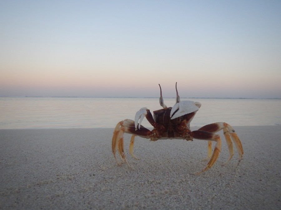 Early morning crab on South Mandu Beach