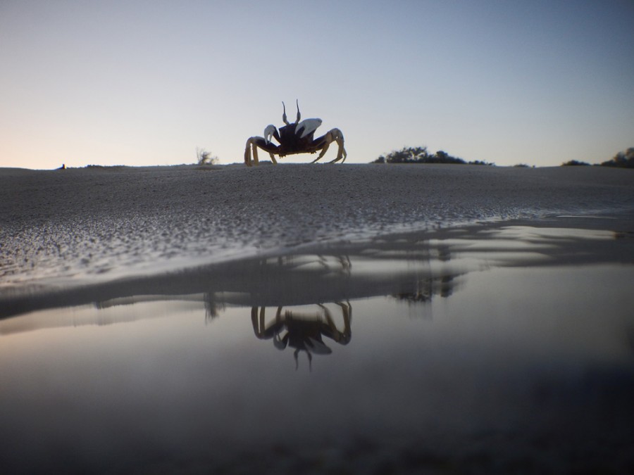 Early morning crab on South Mandu Beach