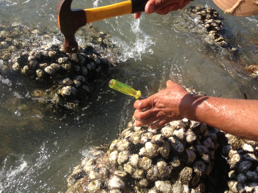 Here's how to get your oysters