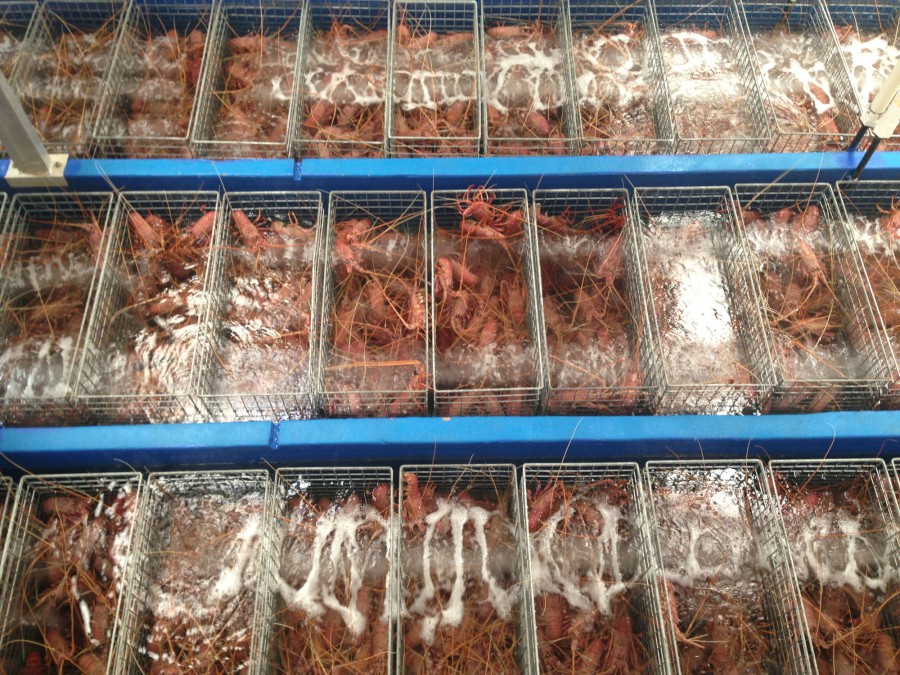 Lots of lively lobsters