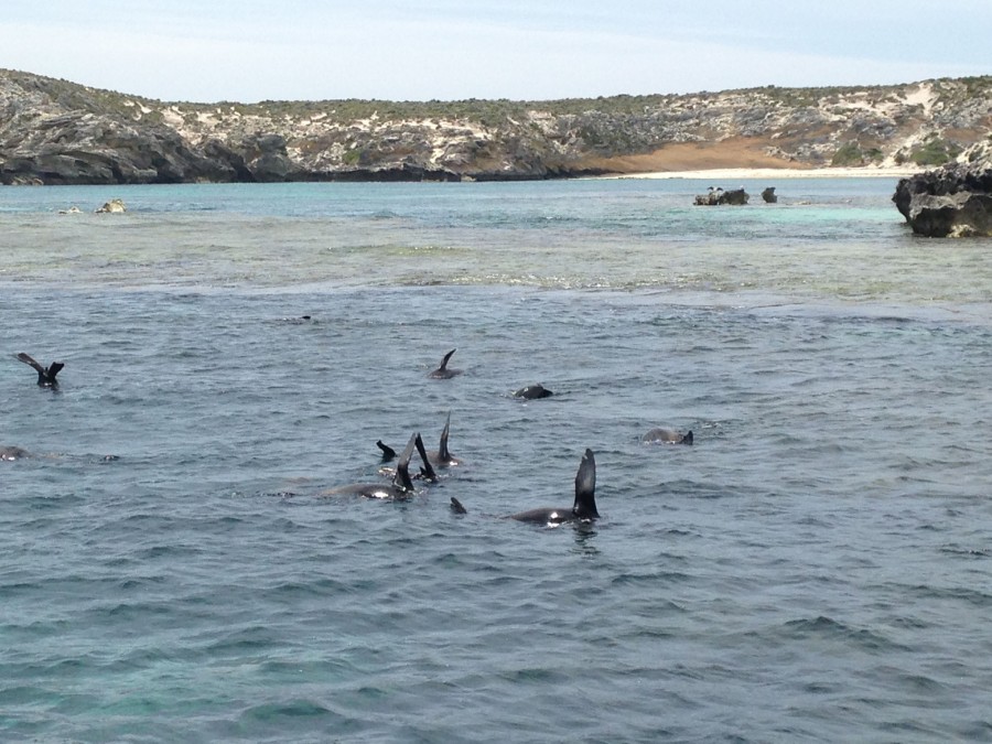 Seals cooling off with their flippers in the air