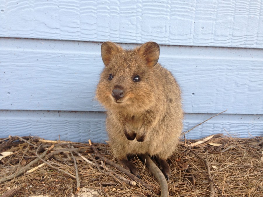 The quokka is native to Rotto