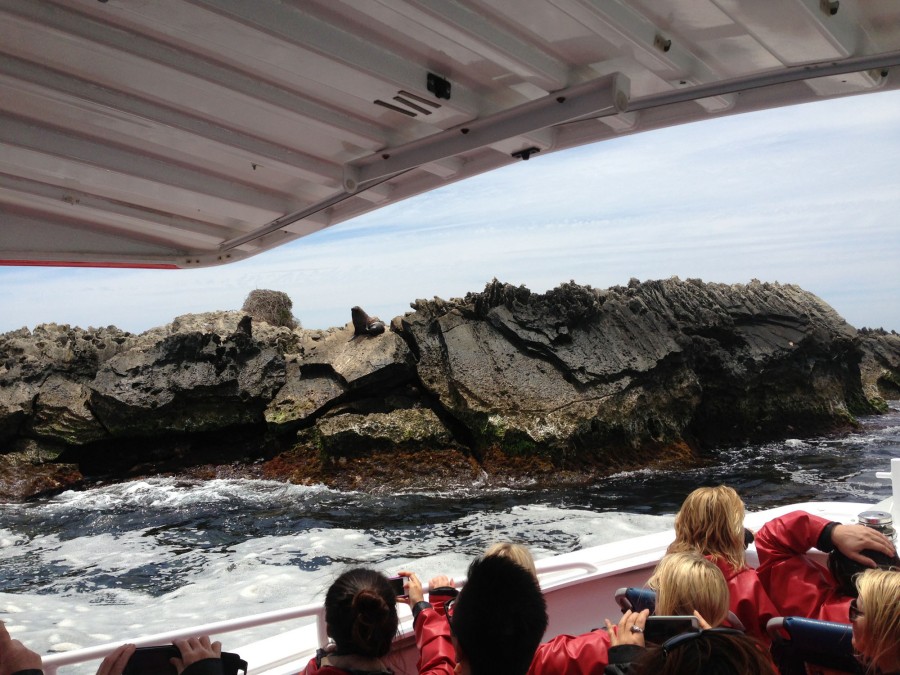 Seal watching from the Rottnest Express speed boat