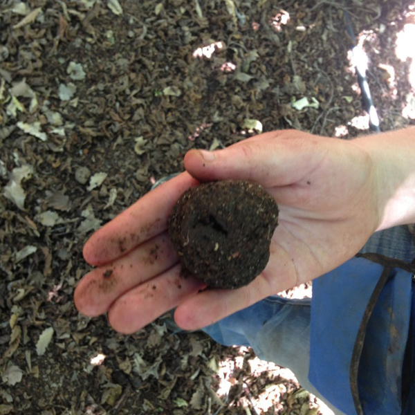 Fully grown frozen truffle used in dog training