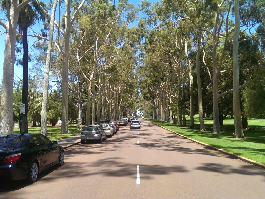 Fraser Avenue, lined with White Gum Trees