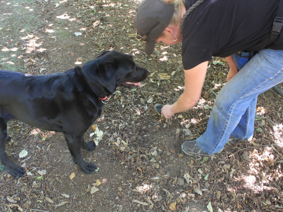 Sniffing out truffles