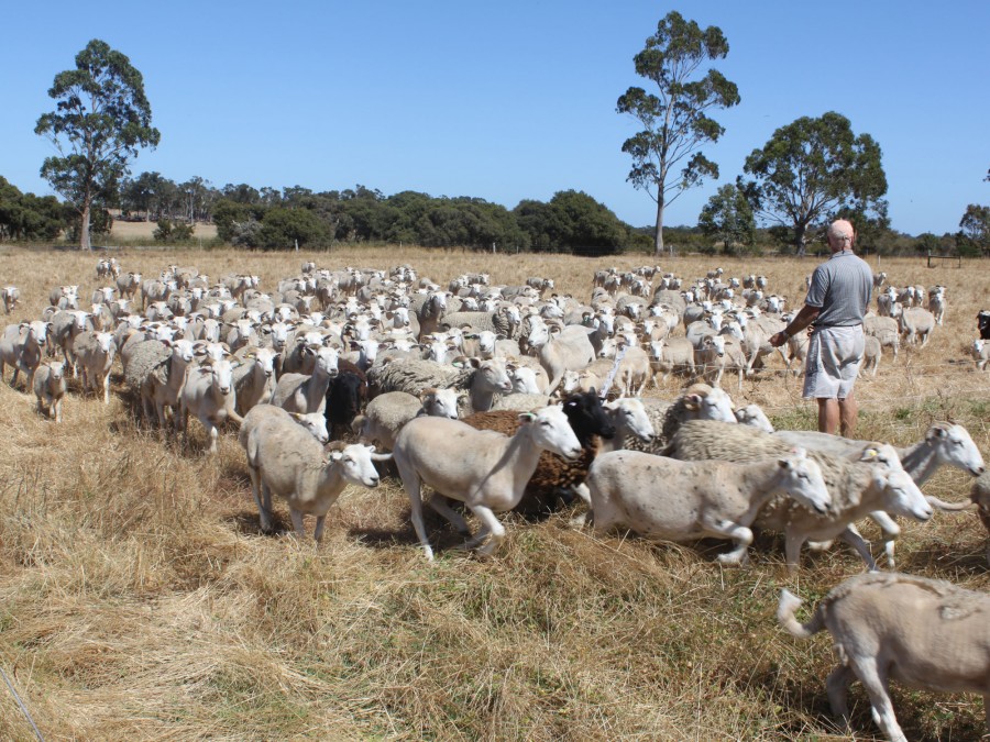 ...Mike moves the sheep to a new acre every day for fresh food...