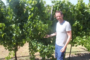 Assessing the grapes at Singlefile Wines