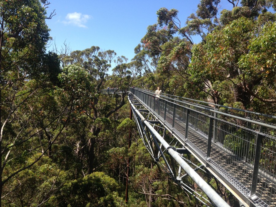 600m of walkway through the canopies of the Tingle Forest