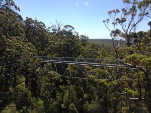 Part of the Tree Top Walk