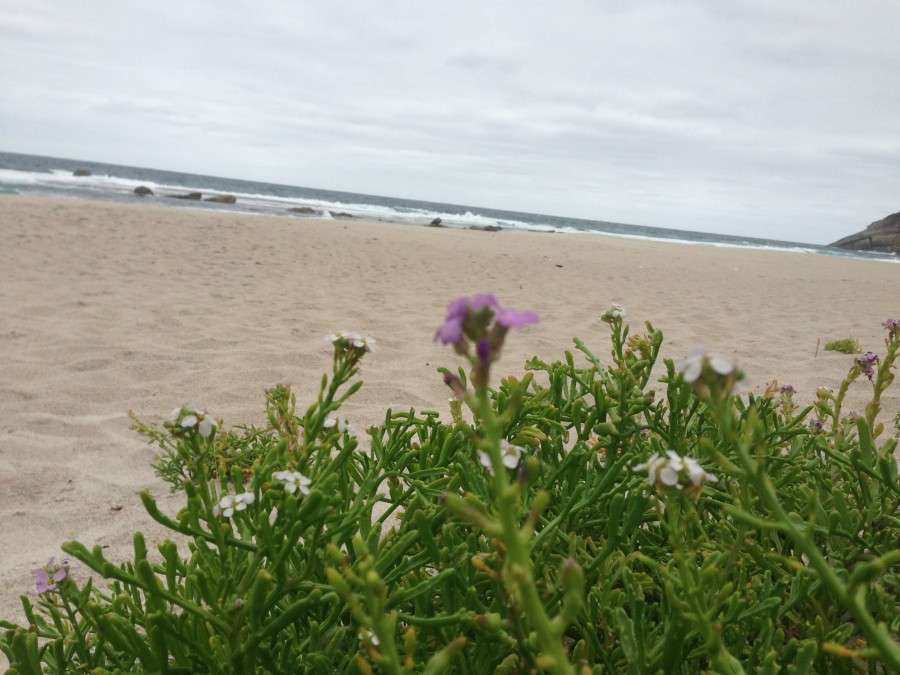 Beach Mustard on the beach (It's the purple one, sorry about the bad focus)